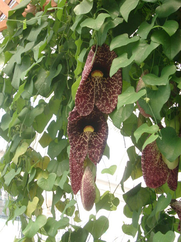 IMGP0989