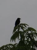 IMG_1462