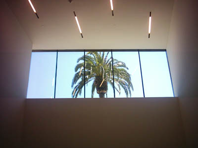 deyoung_palm