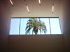 deyoung_palm