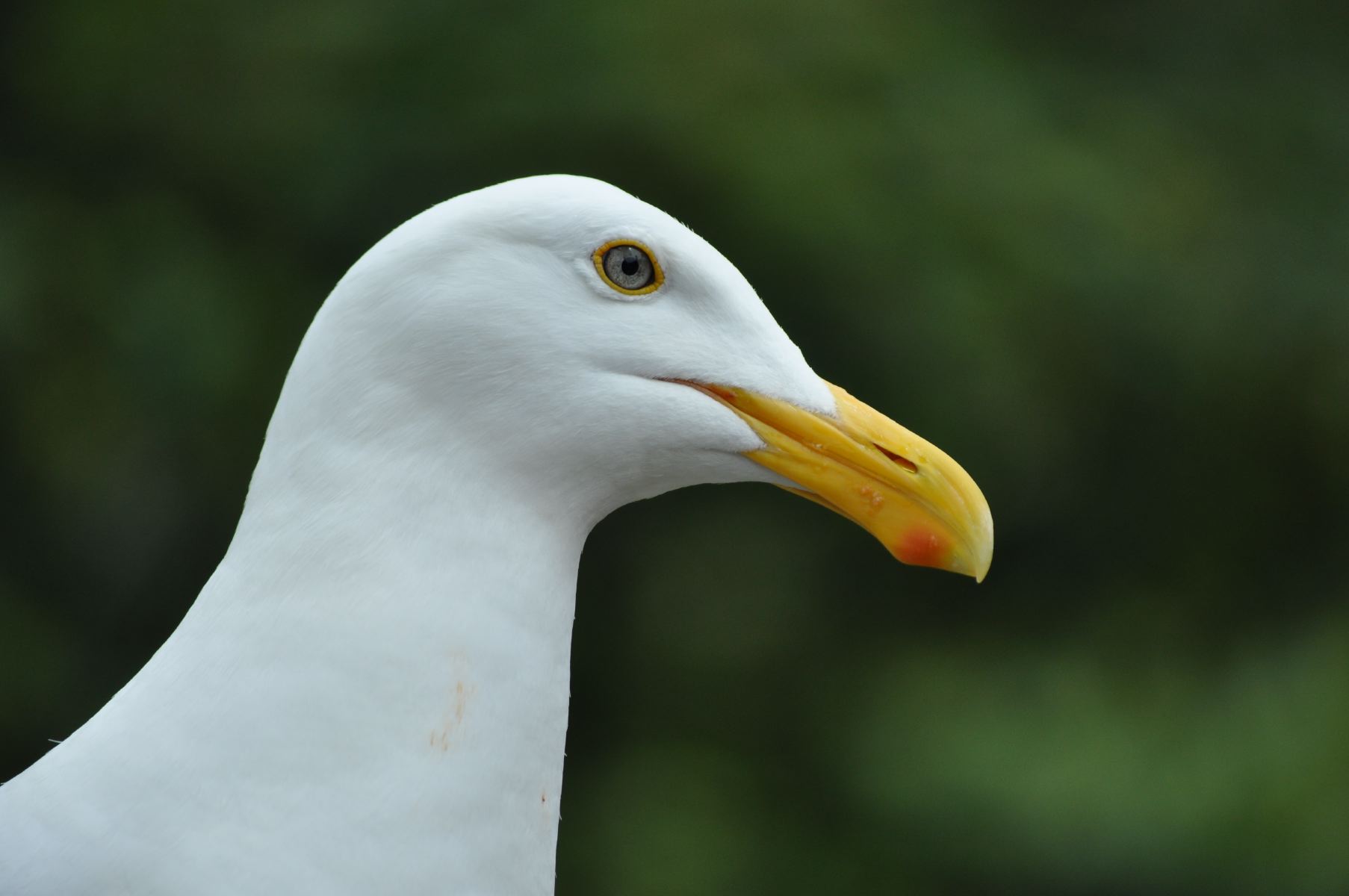 DSC_1536