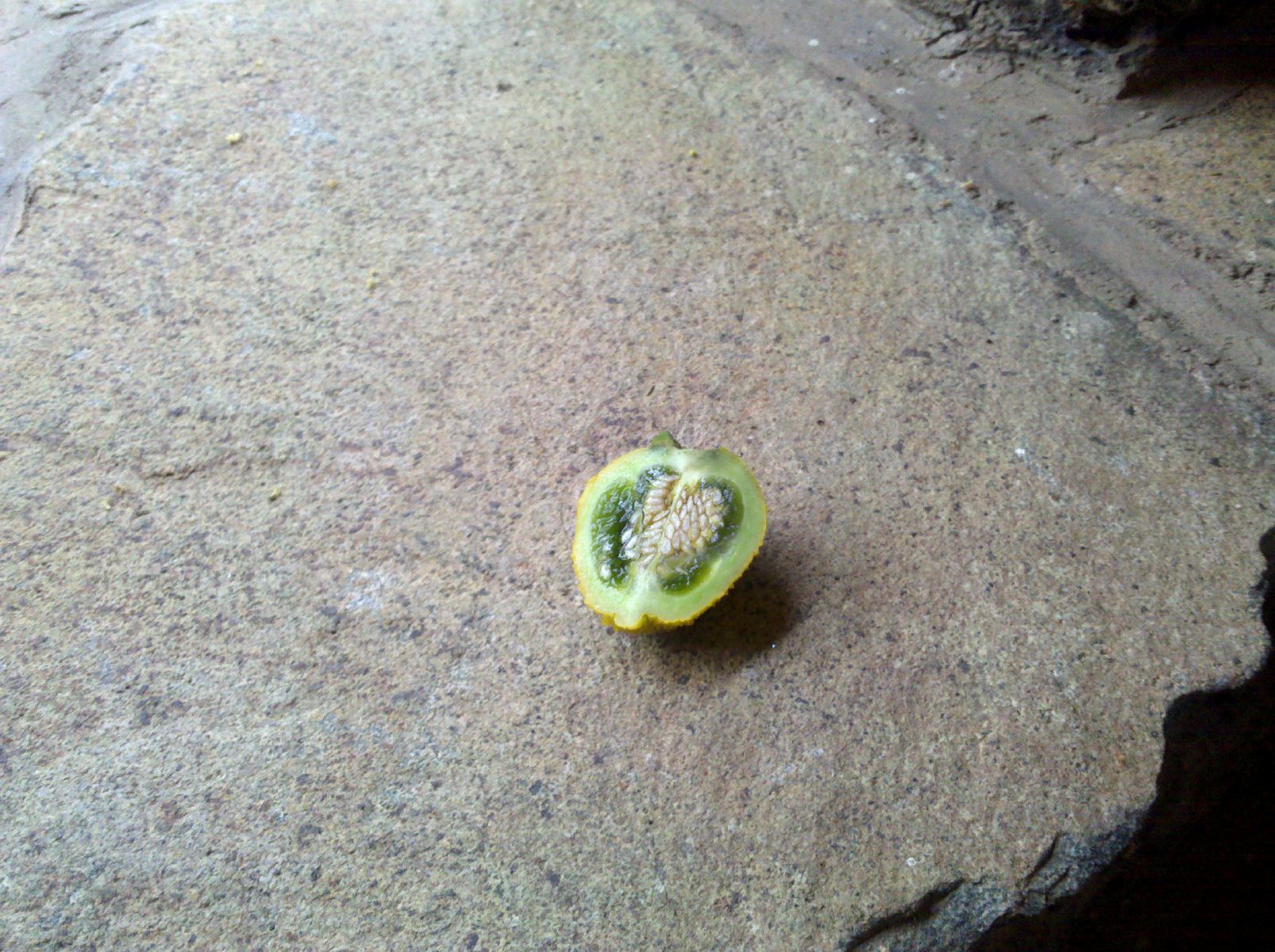 IMG_20110625_132740