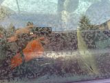 IMG_20141227_093700_2