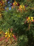 IMG_20160719_094309