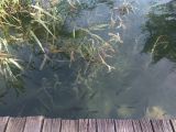 IMG_20160724_153241