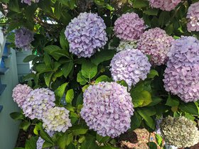 IMG_20200621_092808.jpeg