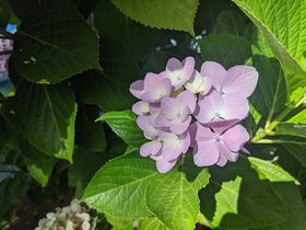 IMG_20200621_092817.jpeg