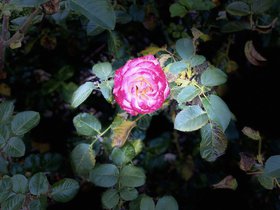 IMG_7810.jpeg